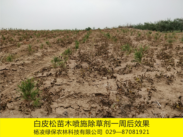 8000畝苗木基地使用化學除草劑效果2